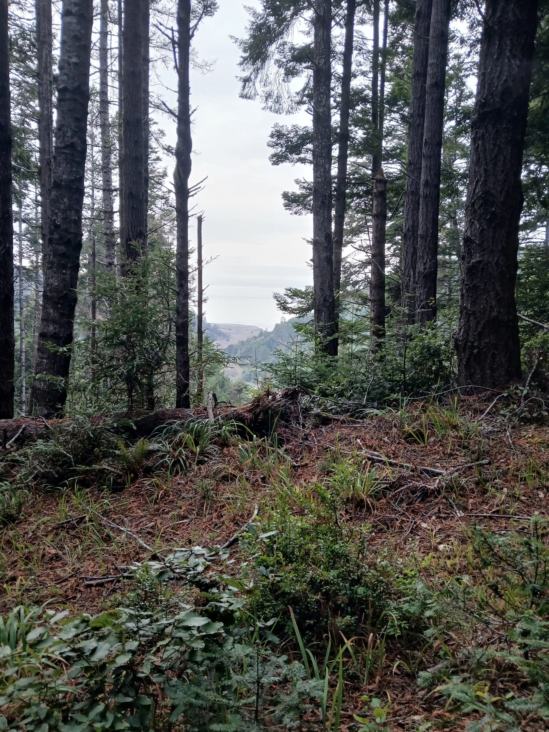 Old-growth forest overlooking the Pacific