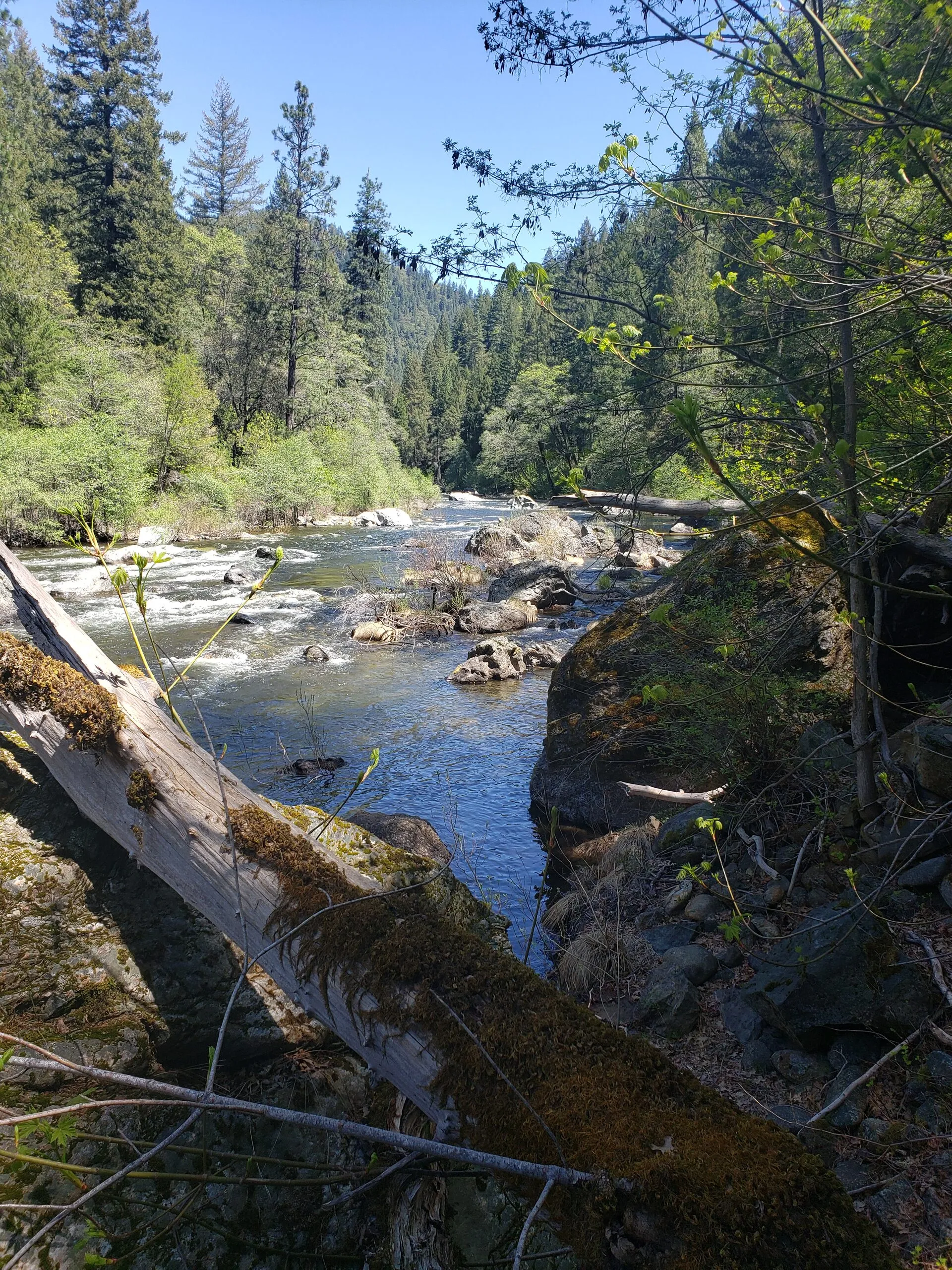 River and forest at Downieville
